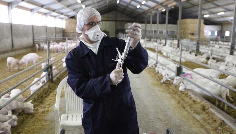 Фотография: Козий грипп стал причиной массового забоя скота №6 - BigPicture.ru