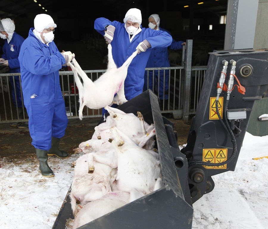 Фотография: Козий грипп стал причиной массового забоя скота №15 - BigPicture.ru