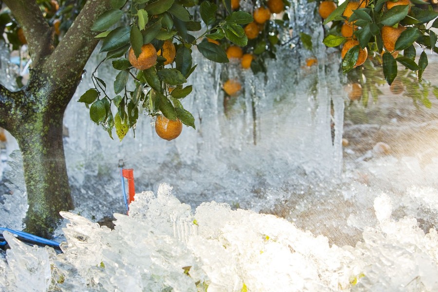 Фотография: Морозы во Флориде №12 - BigPicture.ru