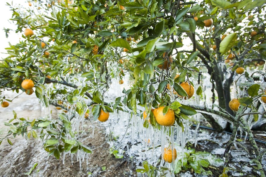 Фотография: Морозы во Флориде №9 - BigPicture.ru