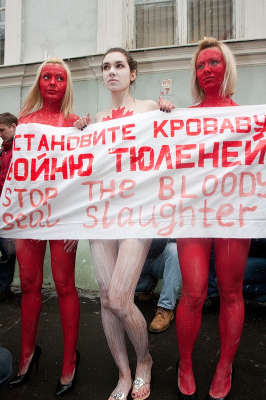 Фотография: Акция протеста у посольства Канады №6 - BigPicture.ru
