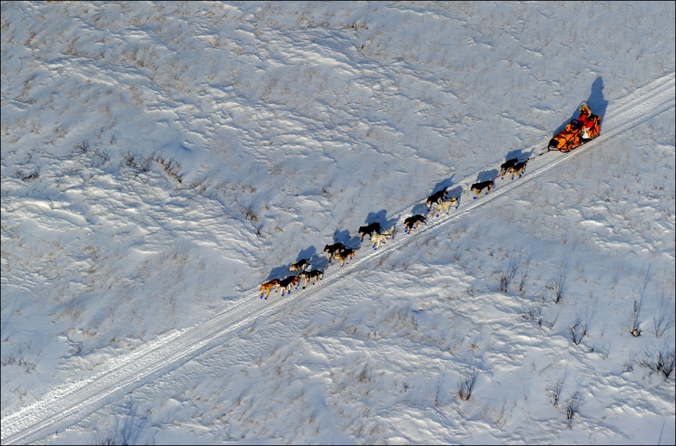 Фотография: Гонки на собачьих упряжках Iditarod 2010 №11 - BigPicture.ru