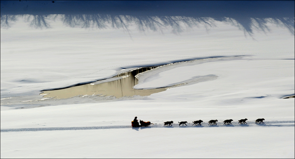 Фотография: Гонки на собачьих упряжках Iditarod 2010 №2 - BigPicture.ru