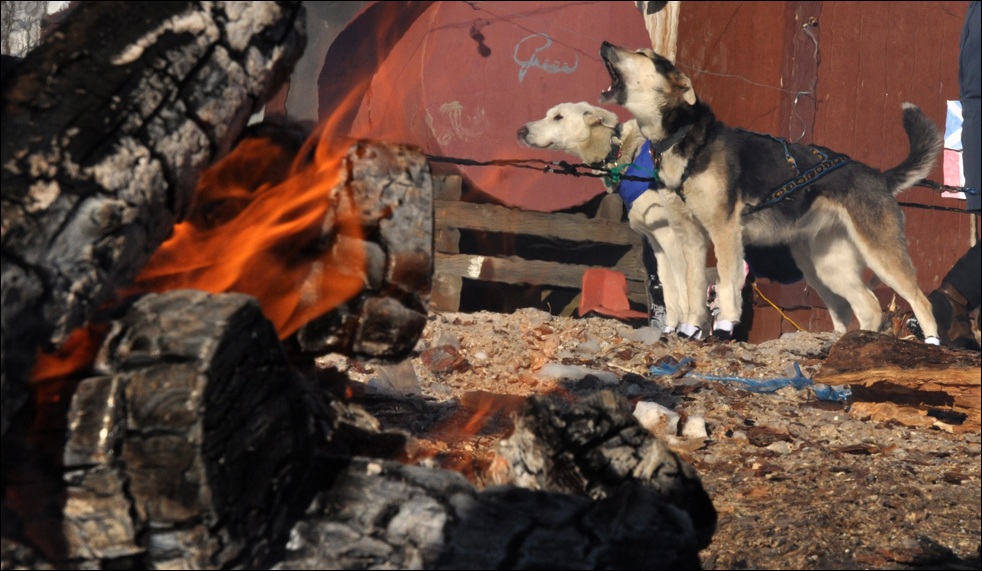 Фотография: Гонки на собачьих упряжках Iditarod 2010 №14 - BigPicture.ru
