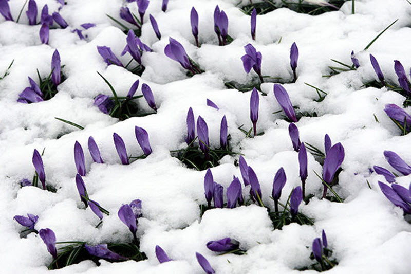 Фотография: Весна в Англии...или еще зима? №15 - BigPicture.ru