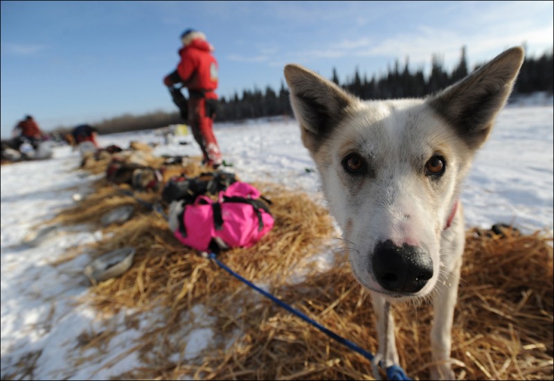 Гонки на собачьих упряжках Iditarod 2010