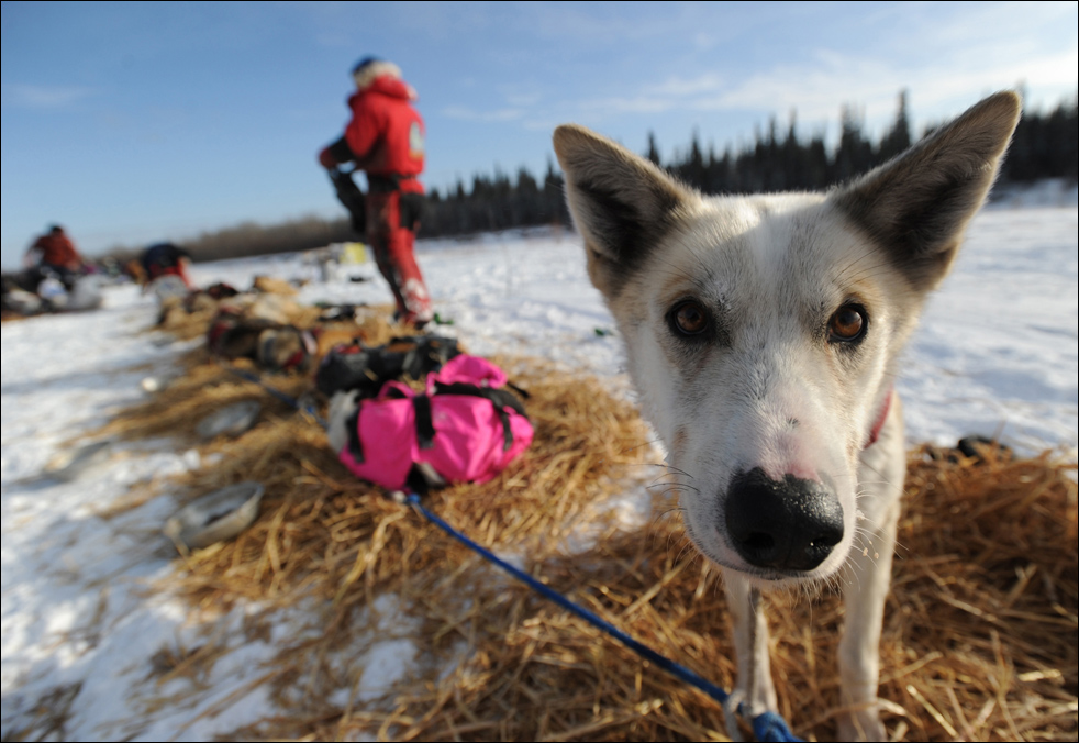 Фотография: Гонки на собачьих упряжках Iditarod 2010 №18 - BigPicture.ru