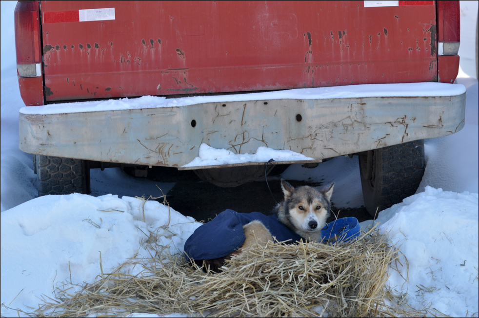 Фотография: Гонки на собачьих упряжках Iditarod 2010 №19 - BigPicture.ru