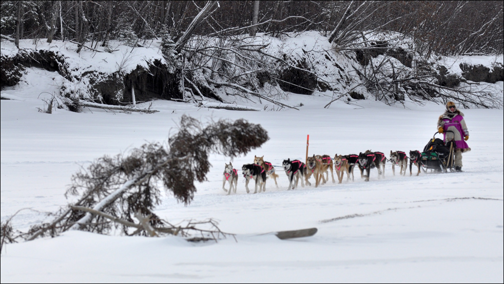 Фотография: Гонки на собачьих упряжках Iditarod 2010 №3 - BigPicture.ru