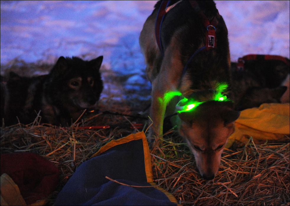 Фотография: Гонки на собачьих упряжках Iditarod 2010 №28 - BigPicture.ru