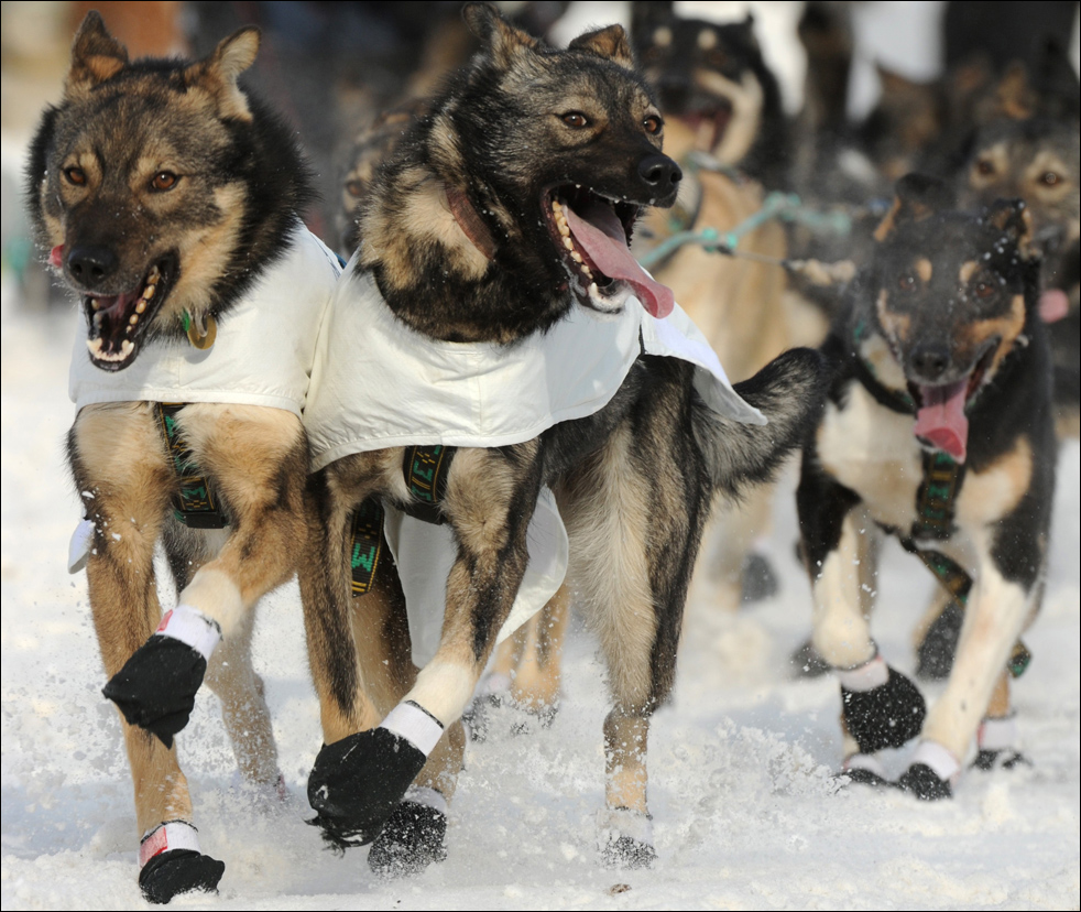 Фотография: Гонки на собачьих упряжках Iditarod 2010 №5 - BigPicture.ru