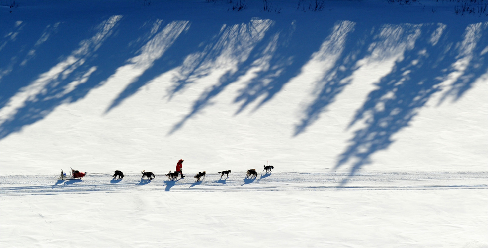 Фотография: Гонки на собачьих упряжках Iditarod 2010 №6 - BigPicture.ru