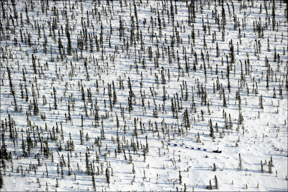 Фотография: Гонки на собачьих упряжках Iditarod 2010 №10 - BigPicture.ru