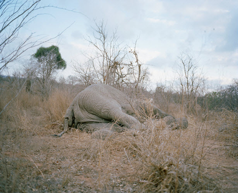 Фотография: История про мертвого слона в Зимбабве №2 - BigPicture.ru