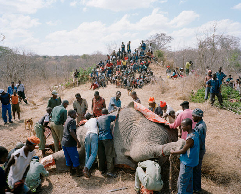 Фотография: История про мертвого слона в Зимбабве №4 - BigPicture.ru