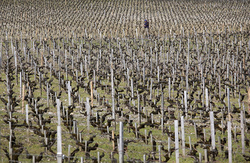 Фотография: Дегустация вина в Бордо №11 - BigPicture.ru