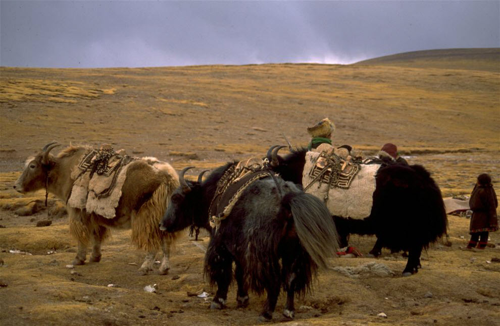 Фотография: Номады – кочевники Тибета (Часть 2) №12 - BigPicture.ru