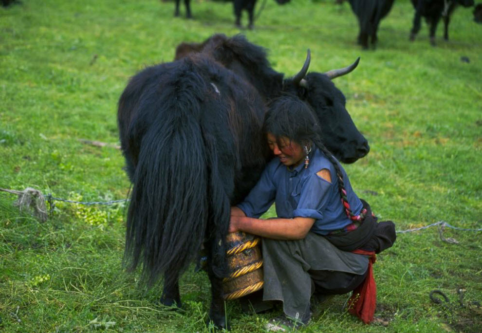 Фотография: Номады – кочевники Тибета (Часть 2) №16 - BigPicture.ru
