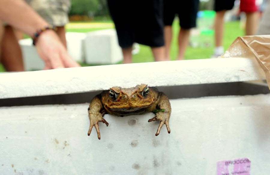 Фотография: День отлова жаб в Австралии №1 - BigPicture.ru