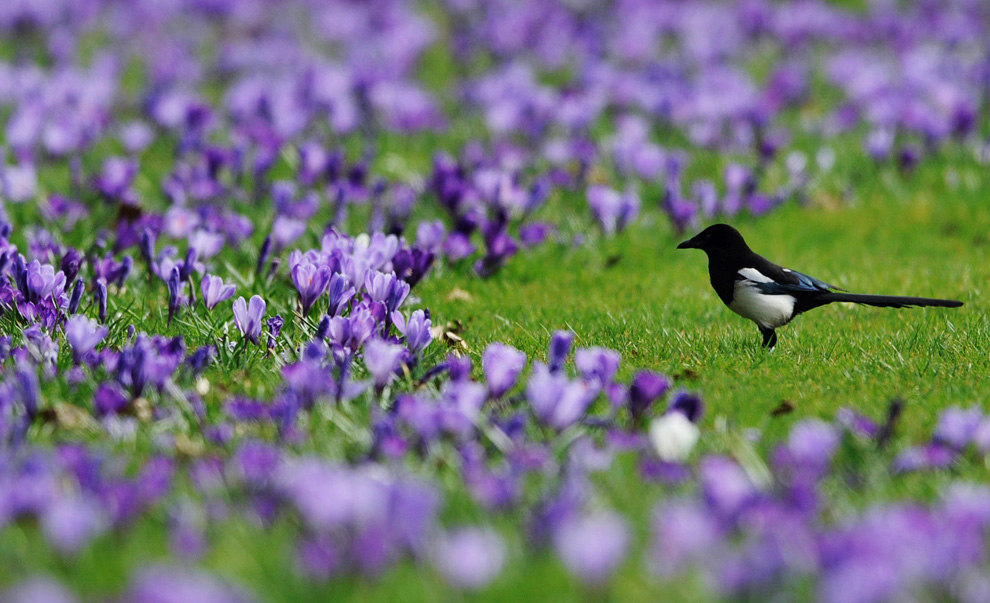 Фотография: Весна вступает в свои права №13 - BigPicture.ru