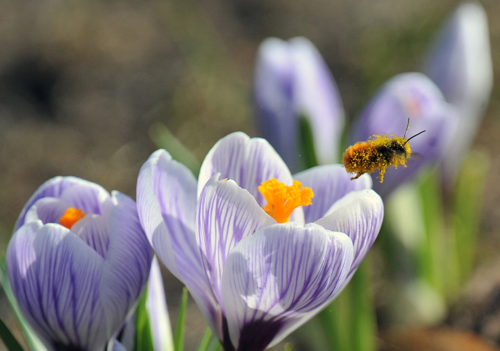 Фотография: Весна вступает в свои права №17 - BigPicture.ru