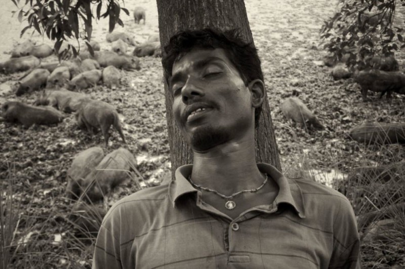 Фотография: Свинопасы в Бангладеше: Цыганская жизнь №1 - BigPicture.ru