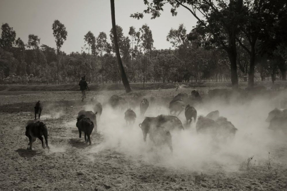 Фотография: Свинопасы в Бангладеше: Цыганская жизнь №16 - BigPicture.ru