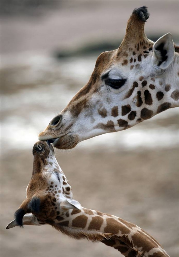 Фотография: День Матери в мире животных №12 - BigPicture.ru