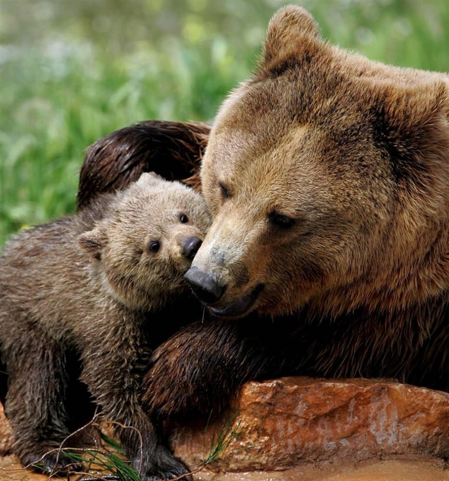 Фотография: День Матери в мире животных №11 - BigPicture.ru