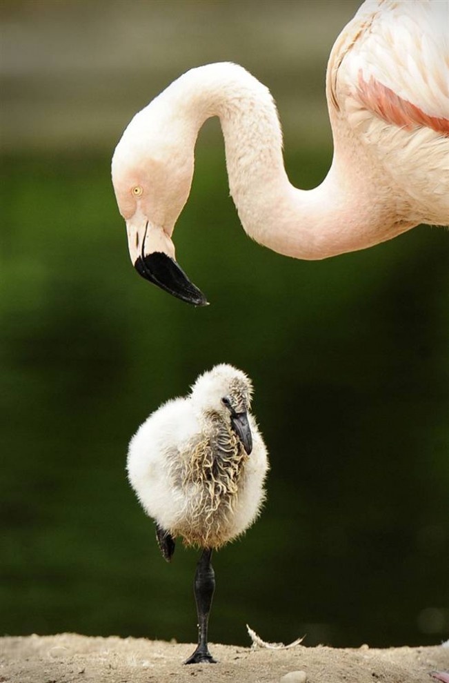 Фотография: День Матери в мире животных №9 - BigPicture.ru
