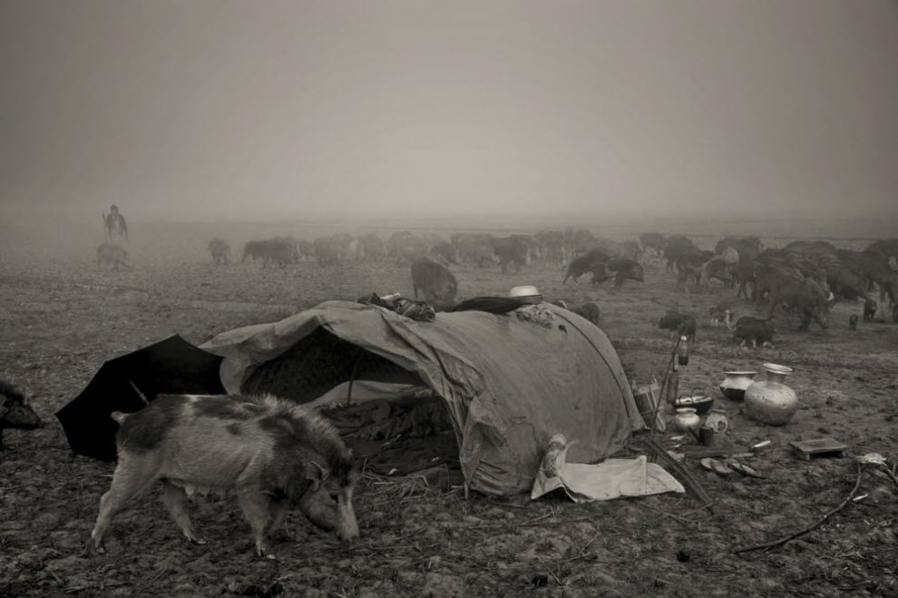 Фотография: Свинопасы в Бангладеше: Цыганская жизнь №3 - BigPicture.ru