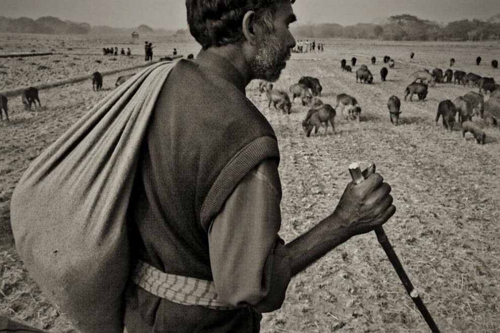 Фотография: Свинопасы в Бангладеше: Цыганская жизнь №10 - BigPicture.ru