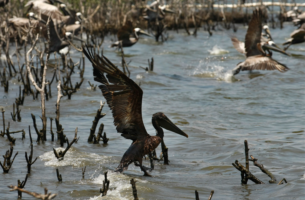 Фотография: Нефть достигла берегов Луизианы №22 - BigPicture.ru
