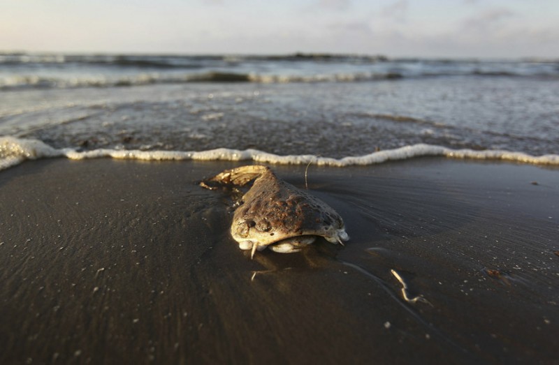 Фотография: Страшные последствия разлива нефти в Мексиканском заливе №4 - BigPicture.ru
