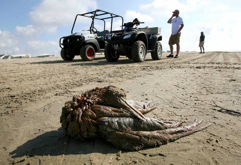 Фотография: Страшные последствия разлива нефти в Мексиканском заливе №5 - BigPicture.ru