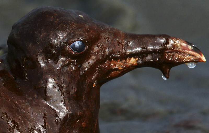 Фотография: Страшные последствия разлива нефти в Мексиканском заливе №9 - BigPicture.ru
