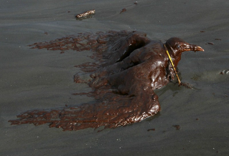 Фотография: Страшные последствия разлива нефти в Мексиканском заливе №8 - BigPicture.ru