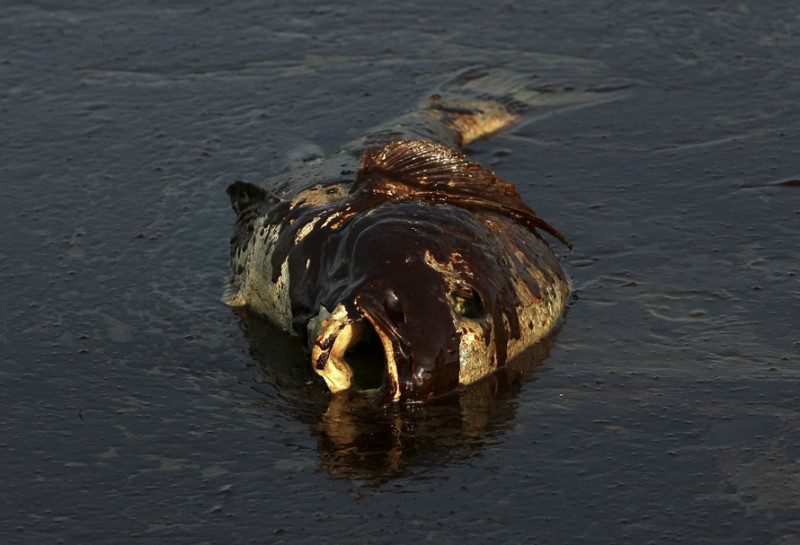 Фотография: Страшные последствия разлива нефти в Мексиканском заливе №10 - BigPicture.ru