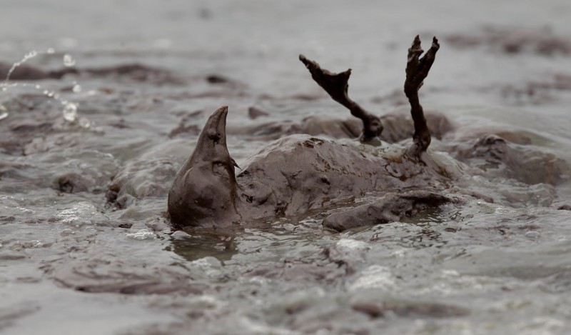 Фотография: Страшные последствия разлива нефти в Мексиканском заливе №11 - BigPicture.ru