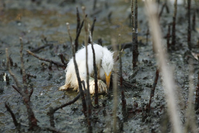 Фотография: Страшные последствия разлива нефти в Мексиканском заливе №14 - BigPicture.ru