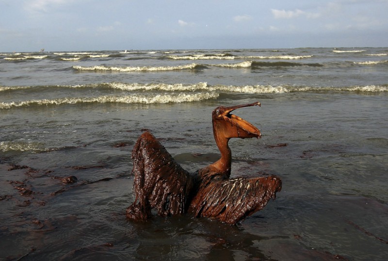 Фотография: Страшные последствия разлива нефти в Мексиканском заливе №16 - BigPicture.ru