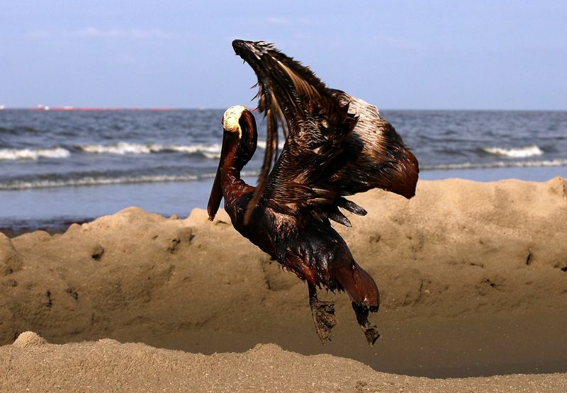 Фотография: Страшные последствия разлива нефти в Мексиканском заливе №17 - BigPicture.ru