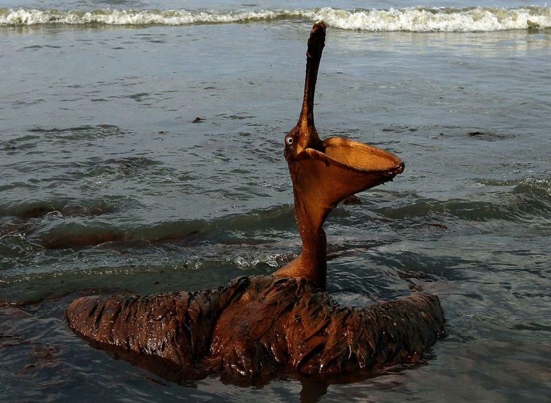 Фотография: Страшные последствия разлива нефти в Мексиканском заливе №18 - BigPicture.ru
