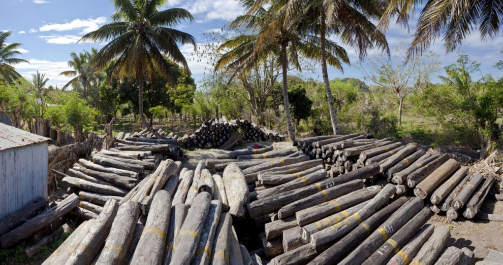 Фотография: Незаконная вырубка лесов на Мадагаскаре №23 - BigPicture.ru