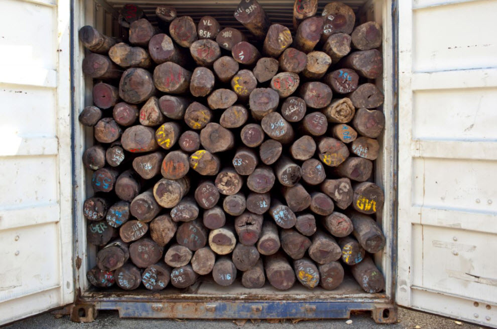 Фотография: Незаконная вырубка лесов на Мадагаскаре №25 - BigPicture.ru