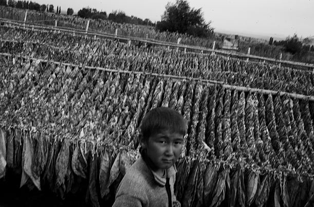 Фотография: Дети на табачных плантациях Казахстана №8 - BigPicture.ru