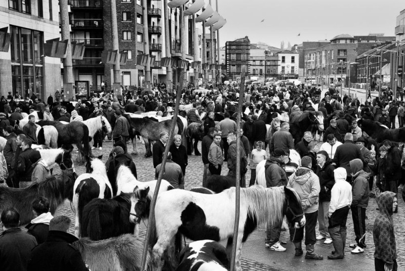Дублин: лошади в городе
