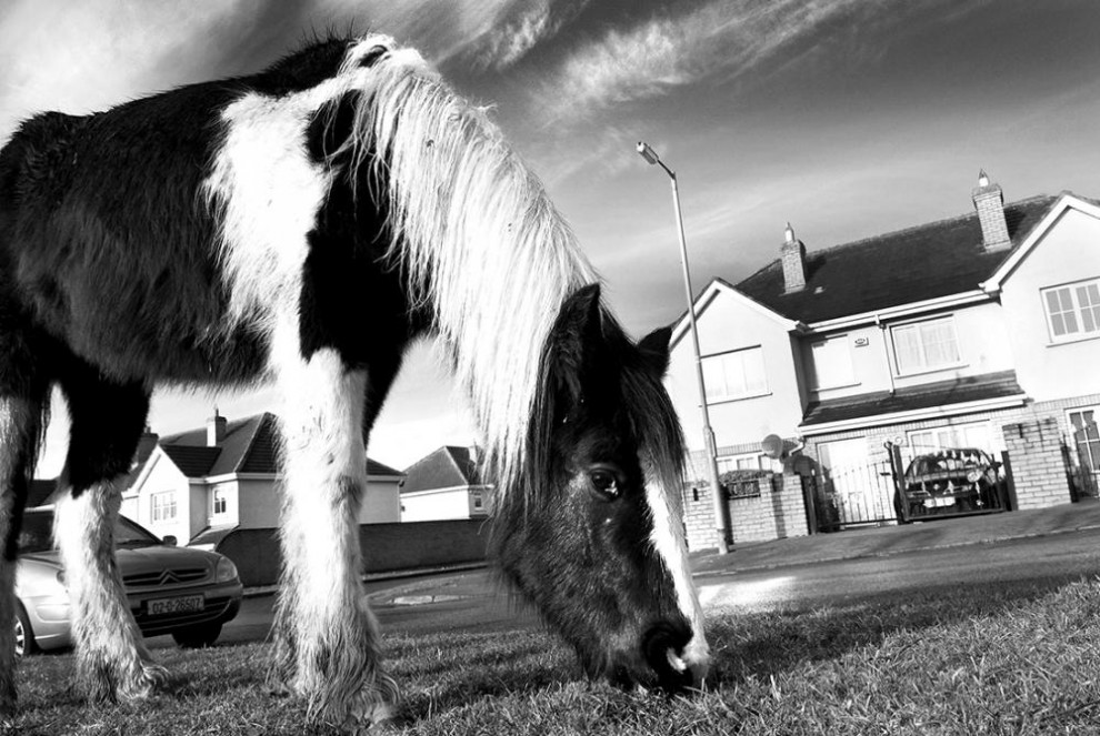 Фотография: Дублин: лошади в городе №6 - BigPicture.ru