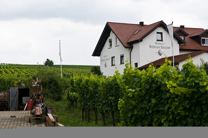 Фотография: Вино и виноделие в Германии №3 - BigPicture.ru