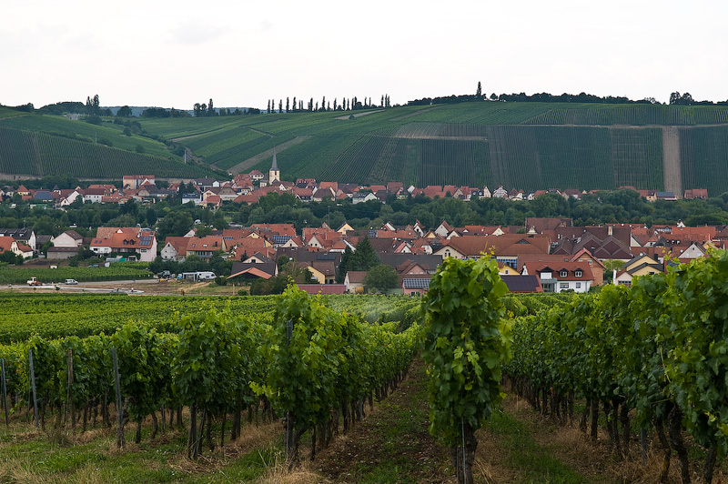 Фотография: Вино и виноделие в Германии №2 - BigPicture.ru